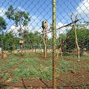 Black-handed spider monkey enclosure