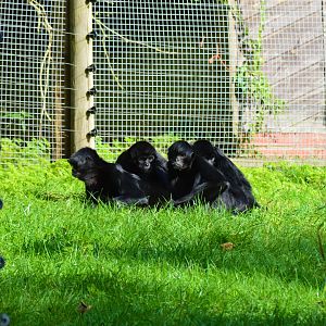 Spider Monkeys (Colombian Black)