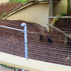 Future Arctic fox exhibit under construction.