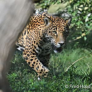 male jaguar