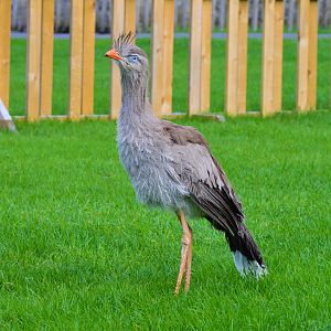 Young red-legged seriema
