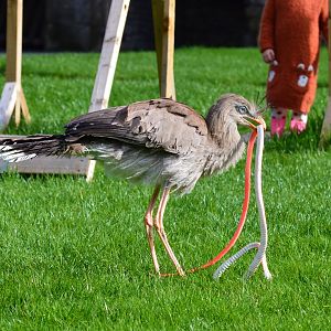 Young red-legged seriema
