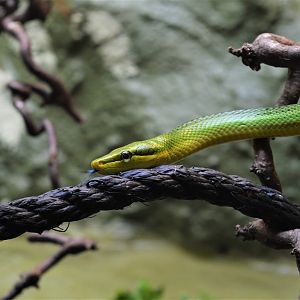 Red-tailed green ratsnake