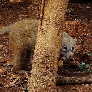 Yucatan coati (Nasua narica yucatanica)