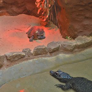 Giant Asian pond turtle and West African dwarf croc