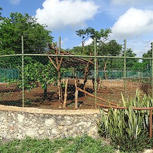 Yucatan coati enclosure