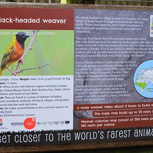 New bird species for DZG.