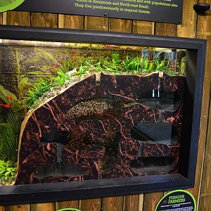 Nest of new leaf-cutter ant exhibit.