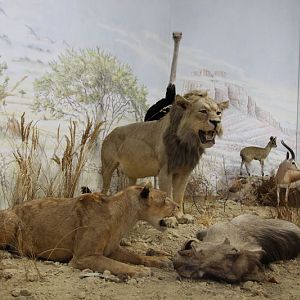 African Savannah Diplay