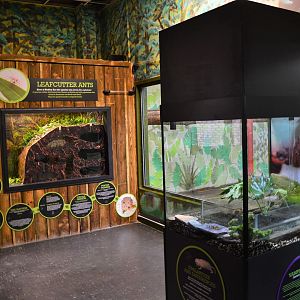 New leaf-cutter ant exhibit.