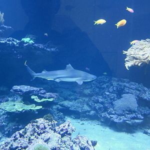 New Hall, coral reef  wit black tip reef shark