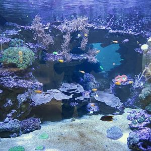 New Hall, Caribbean coral reef