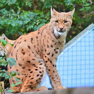 Carpathian lynx.
