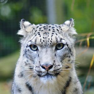Snow leopard