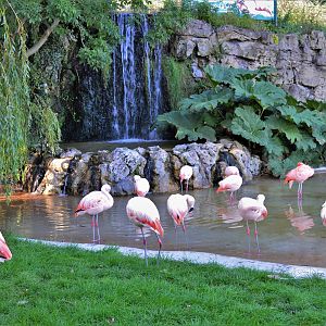 Flamingo waterfall.