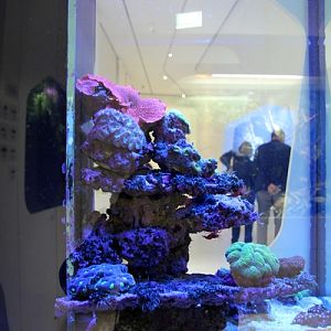 New Hall, fluosrescent corals