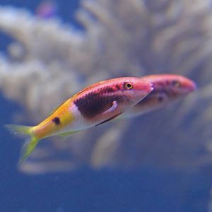 Bicolor goatfish