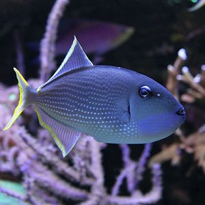 Gilded triggerfish
