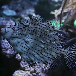 Prickly leatherjacket