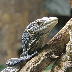 Blue tree monitor