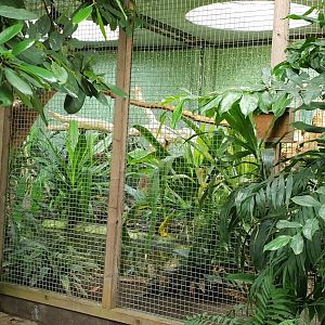 Former Hyacinthine macaw enclosure - now home for some juvenile Toco toucans