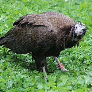 Hooded vulture