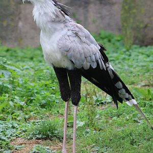 Secretary bird