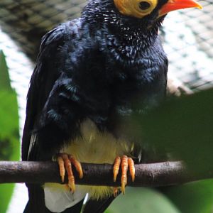 Yellow-faced myna