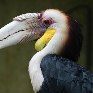 Wreathed hornbill - male