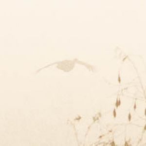 Attwater's Prairie Chicken- Tympanuchus cupido attwateri