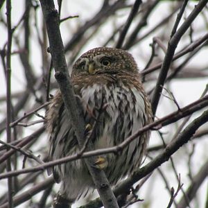 Northern Pygmy Owl
