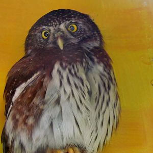 Northern Pygmy Owl