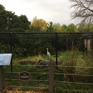Sandhill Crane Exhibit