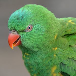 Scaly-breasted lorikeet
