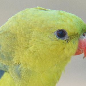 Female Regent parrot