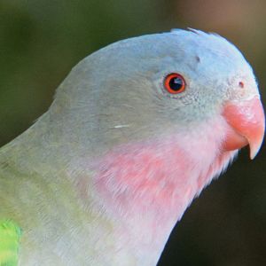 Princess parrot portrait