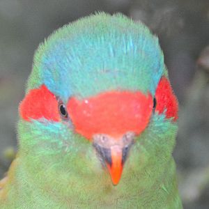 Musk lorikeet