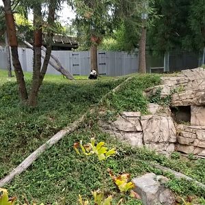 Smithsonian - Giant Panda in middle yard