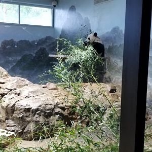 Smithsonian - Bei Bei eating