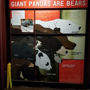 Smithsonian - bear size comparison