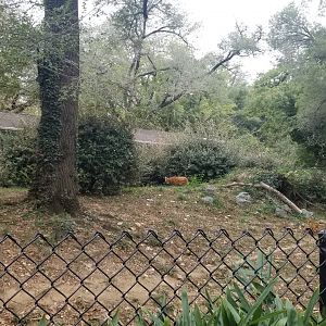 Smithsonian - Maned Wolf