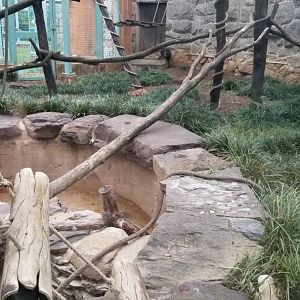 Smithsonian - Allen's Swamp Monkeys