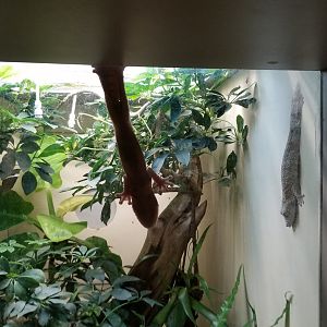 Smithsonian - Henkel's Leaf Tailed Gecko