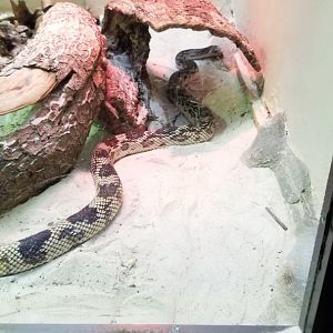 Smithsonian - Northern Pine Snake