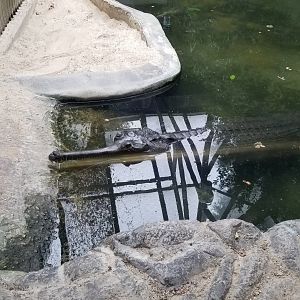 Smithsonian - Gharial