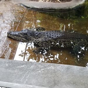 Smithsonian - Cuban Crocodile