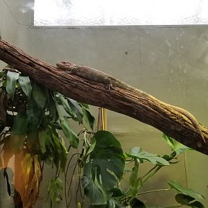 Smithsonian - Caiman Lizard