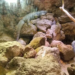 Smithsonian - Grand Cayman Iguana