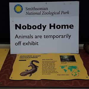 Smithsonian - future Japanese Giant Salamander exhibit