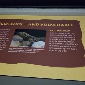 Smithsonian - future Japanese Giant Salamander exhibit